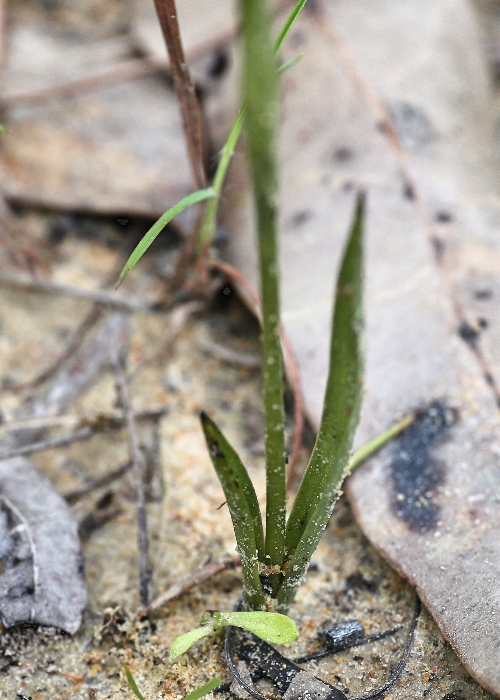 North Queensland Plants Orchidaceae